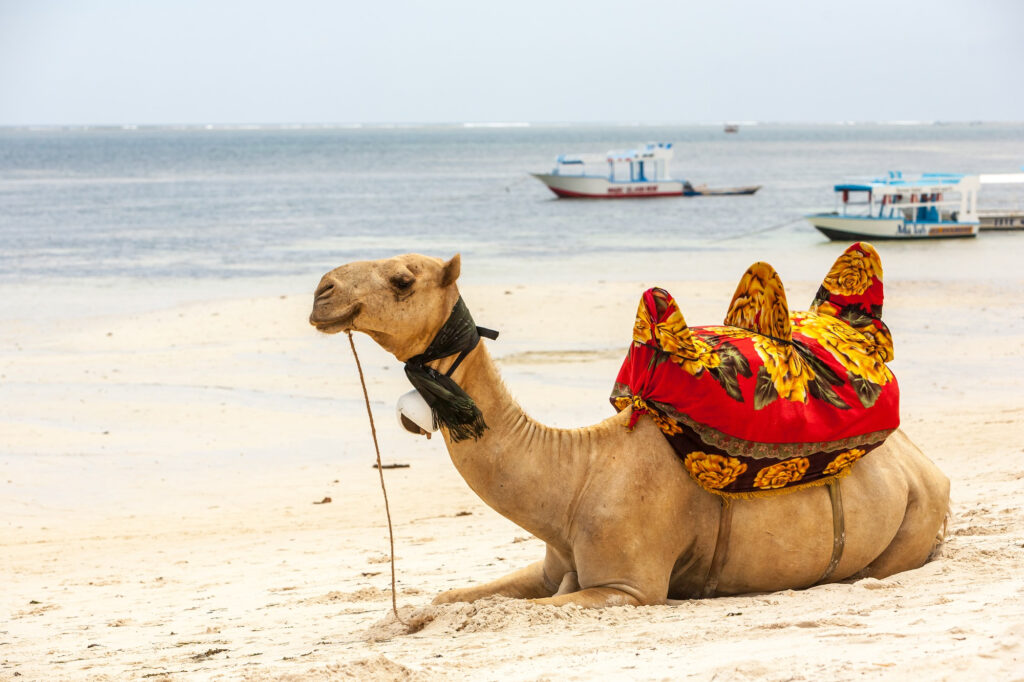 camel-lying-sand-against-backdrop-ocean-boats